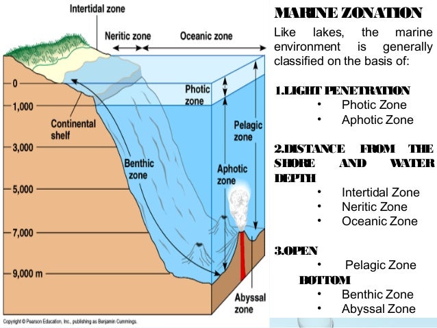 Light penetration of the neritic zone foto 797